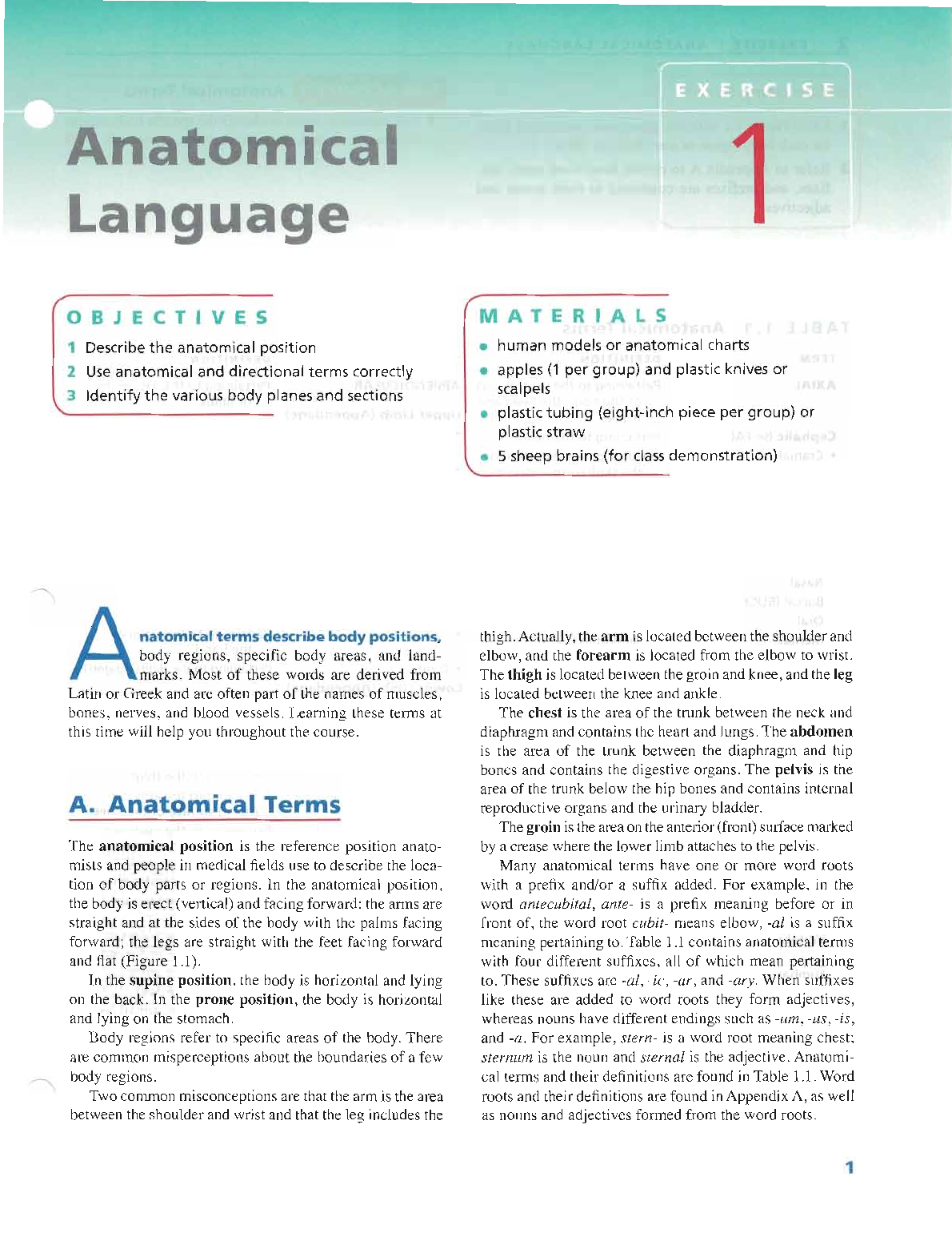 Anatomical language